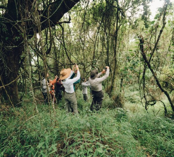 Tourists in Bwindi Impenetrable forest