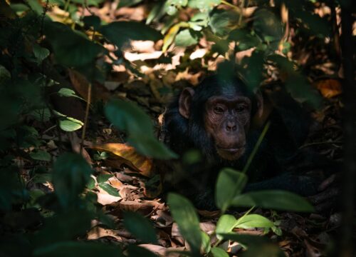 Primates and Wildlife Safari Uganda: 8-Day Exquisite Encounter