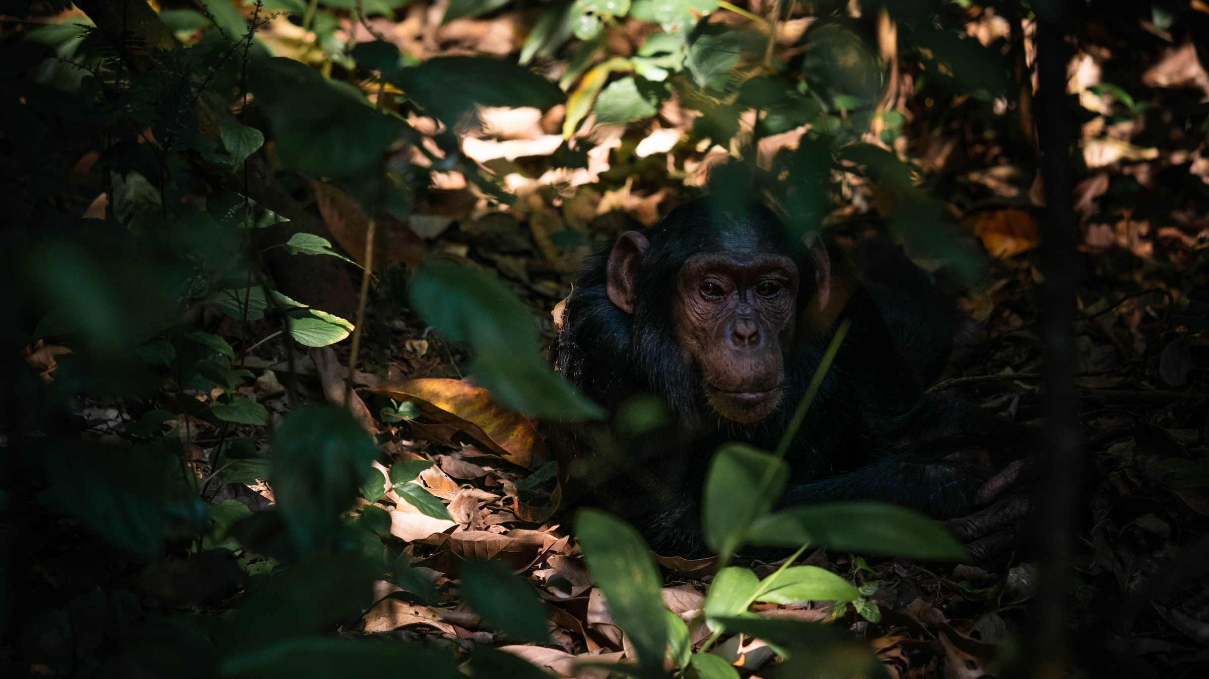 Primates and Wildlife Safari Uganda: 8-Day Exquisite Encounter