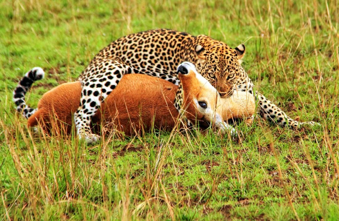 The Classic Uganda Safari (10 days)
