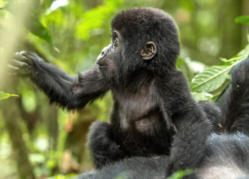 8 Days Safari in Rwanda “Ultimate Primate Encounter”