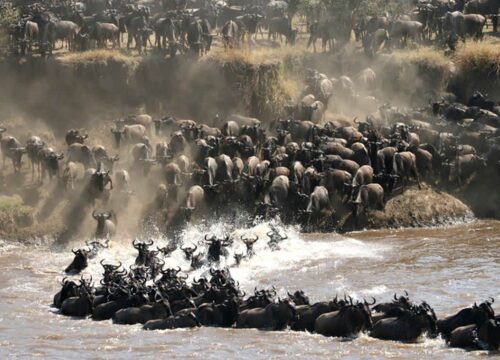 10-Day Wildebeest Migration Adventure in Tanzania